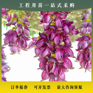 油麻藤树苗攀爬植物庭院盆栽绿植花卉爬藤攀援花苗常绿油麻藤