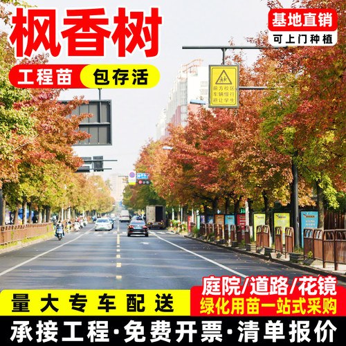 枫香树苗香枫树枫香叶耐寒耐旱遮阳庭院绿化树苗造林速生园景树