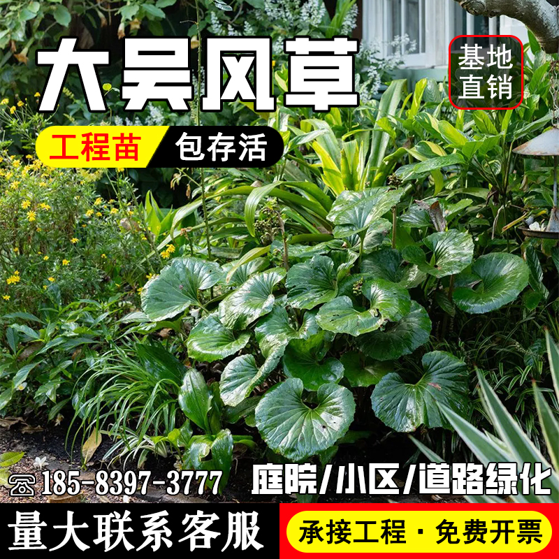 大叶吴风草盆栽花镜植物四季常绿耐寒庭院好养多年生绿植花园造景