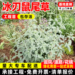 冰刃鼠尾草盆栽庭院花苗好养活银白色多年生宿根耐热耐寒花境植物