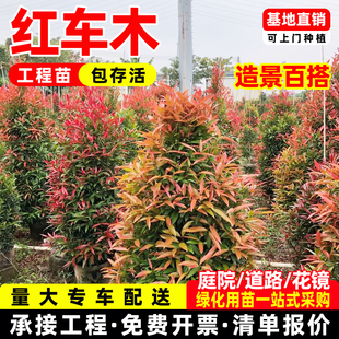 红车树苗庭院园林绿化工程苗木阳台庭院观叶盆栽喜阳叶子变色绿植