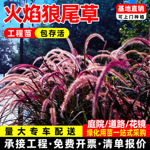 毛紫穗火焰狼尾草盆栽多年生耐热观叶花镜花园庭院地被宿根观赏草