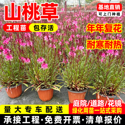 千鸟花盆栽山桃草花苗多年生宿根花卉耐寒耐热庭院阳台造景易爆花