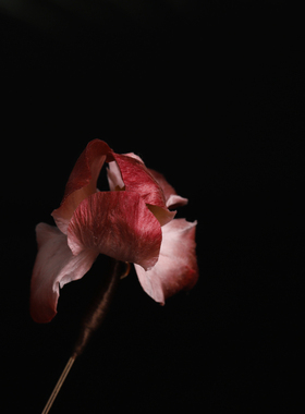 【深红鸢尾】手工非遗绒花胸针时尚精致鸢尾胸花气质配饰送礼物