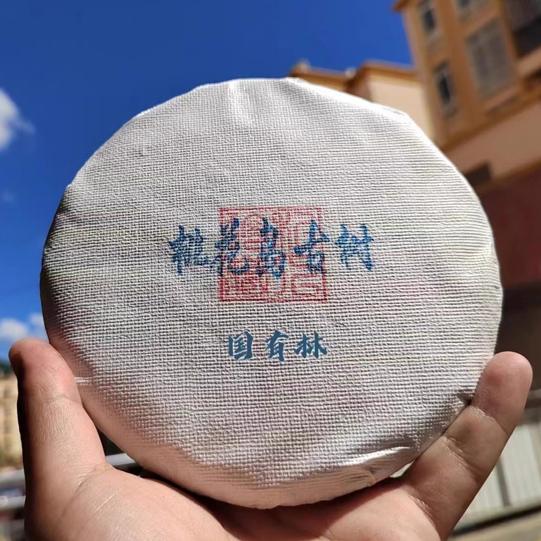 9.85分 桃花岛古树中缅边境深山保护林 适合山头茶发烧友资深玩家