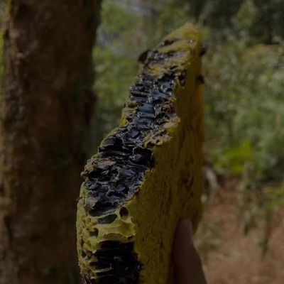 大草坝野生米团花黑蜂蜜一斤600克棠梨山保护区蜂蜜