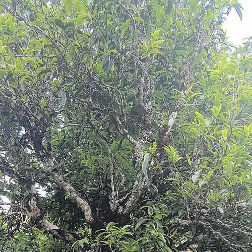 头春古树普洱100克高货山头