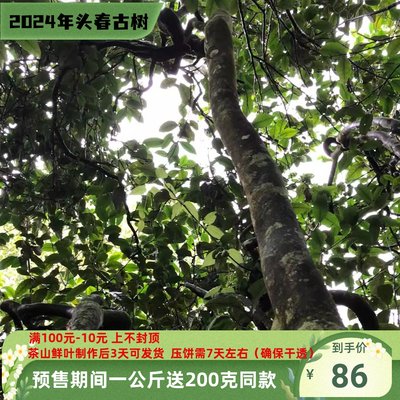 单株现货】鸣凤山单株100克头春头采茶气后劲强甜润高香滋味饱满