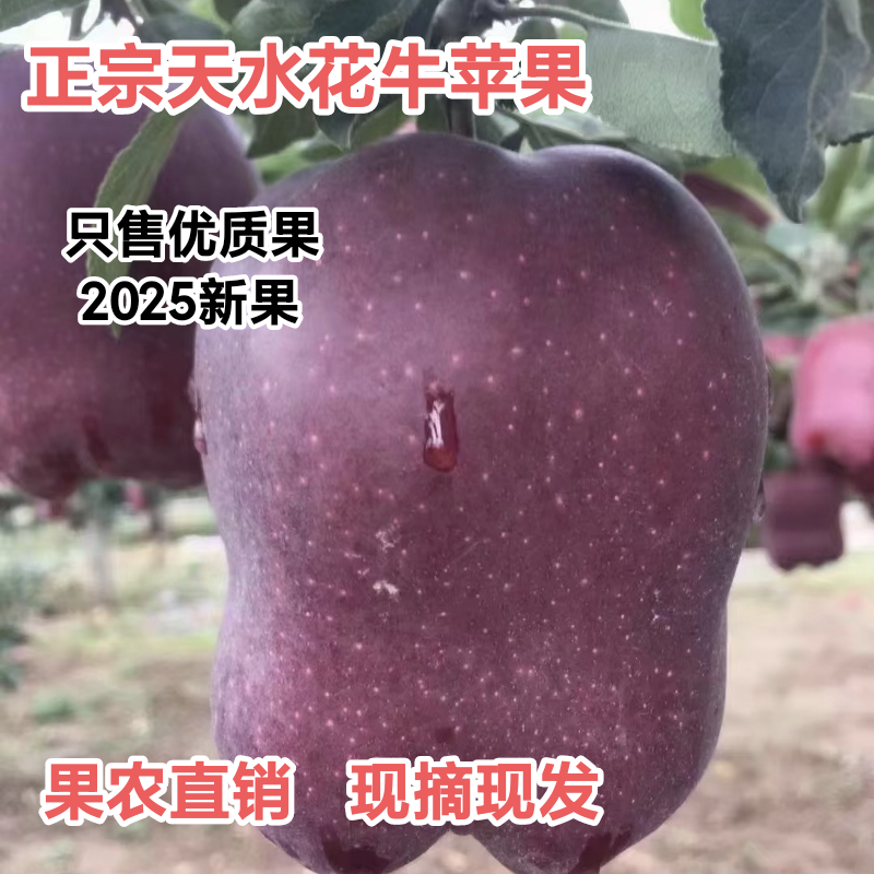 甘肃天水花牛苹果10斤装新鲜水果宝宝刮泥婴儿粉面大果一级果