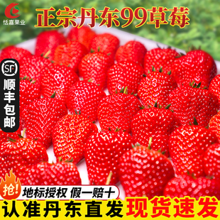 现货丹东99草莓新鲜水果红颜草莓奶油九九甜牛奶草莓礼盒大果空运
