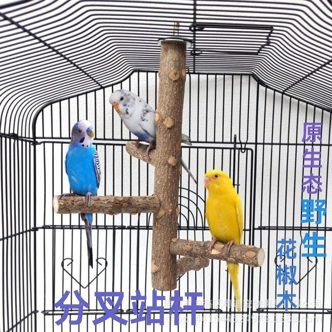 花椒木站杠站杆鸟鹦鹉秋
