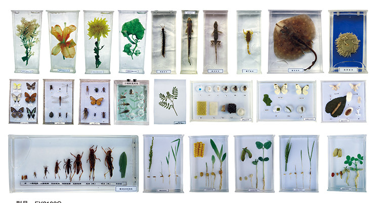 漫漫科教玩具馆幼儿动植物标本儿童实验室套装动物标本植物标本