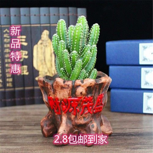 植物电脑防辐射好养爆盆仙人球