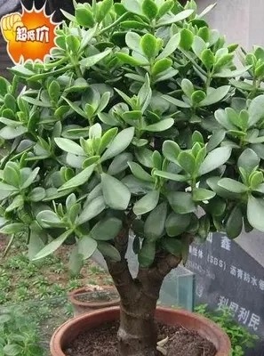 金枝玉叶大玉树室内盆栽景天多肉植物燕子掌客厅绿植花卉盆景-封面