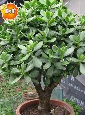 金枝玉叶玉树自产自销