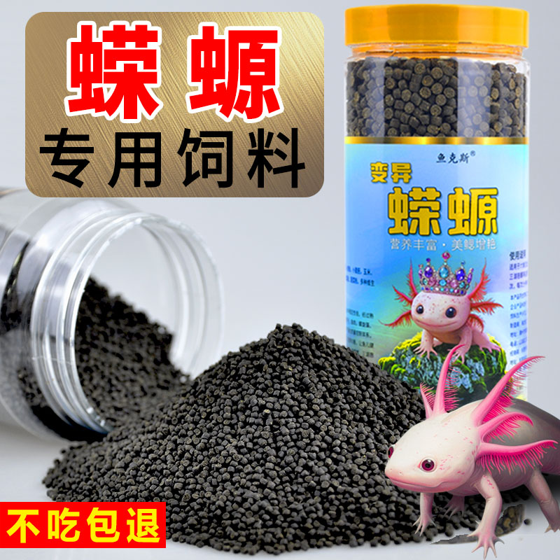 淡水冷水鱼六角恐龙鱼观赏鱼