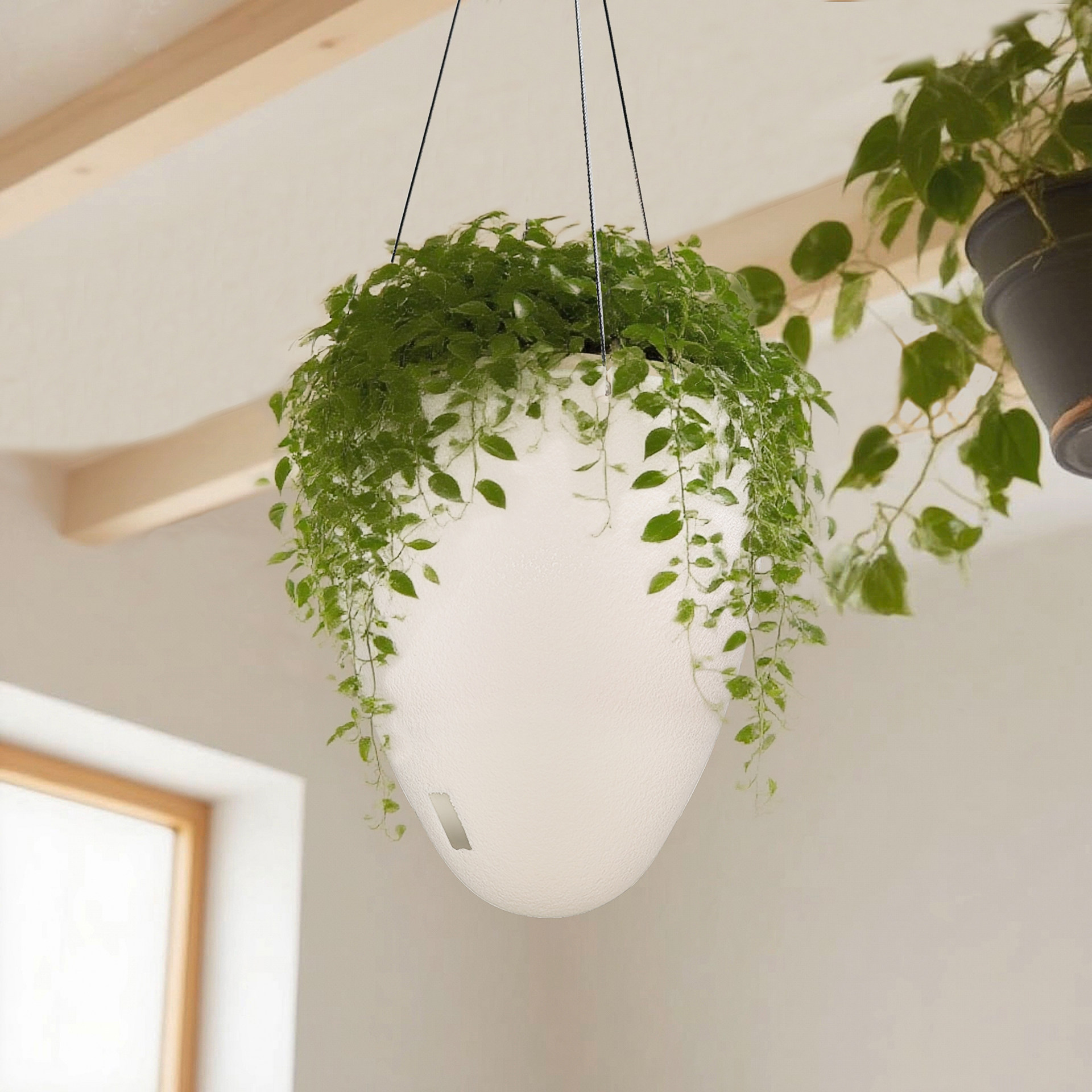 霸王蕨可悬挂花盆蛋形吊盆家用室内大口径绿萝绿植盆栽垂吊兰盆
