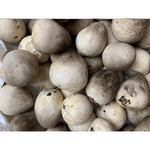 新鲜草菇采摘不泡水爆炒凉拌鸡心菇中国菇酒店农庄精选健康食材