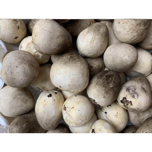 新鲜草菇采摘不泡水发货原汁原味