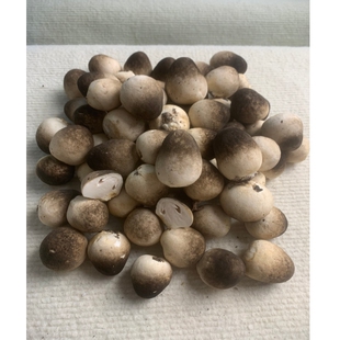 新鲜草菇当天采摘不泡水发货笑脸菇中国菇鸡心菇冬阴功配菜食材