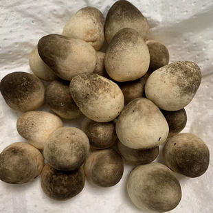 新鲜草菇当天采摘发货鸡心菇中国菇笑脸菇炖汤酒店农庄健康食材
