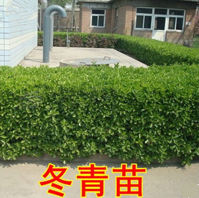 冬青耐寒植物南北方别墅篱笆苗