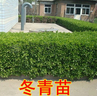 冬青耐寒植物南北方别墅篱笆苗