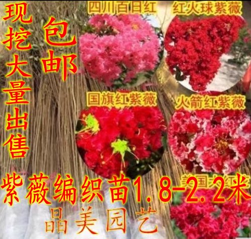 紫薇树苗红火箭紫薇国旗红百日红红花紫薇花苗绿化苗木紫薇树苗