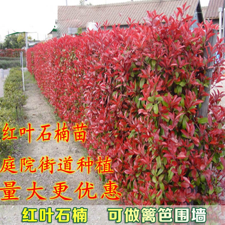 园林绿化庭院植物红叶石楠苗