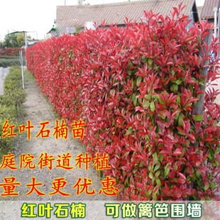 红叶石楠苗绿化苗木园林绿化红叶石楠树苗庭院植物红叶庭院