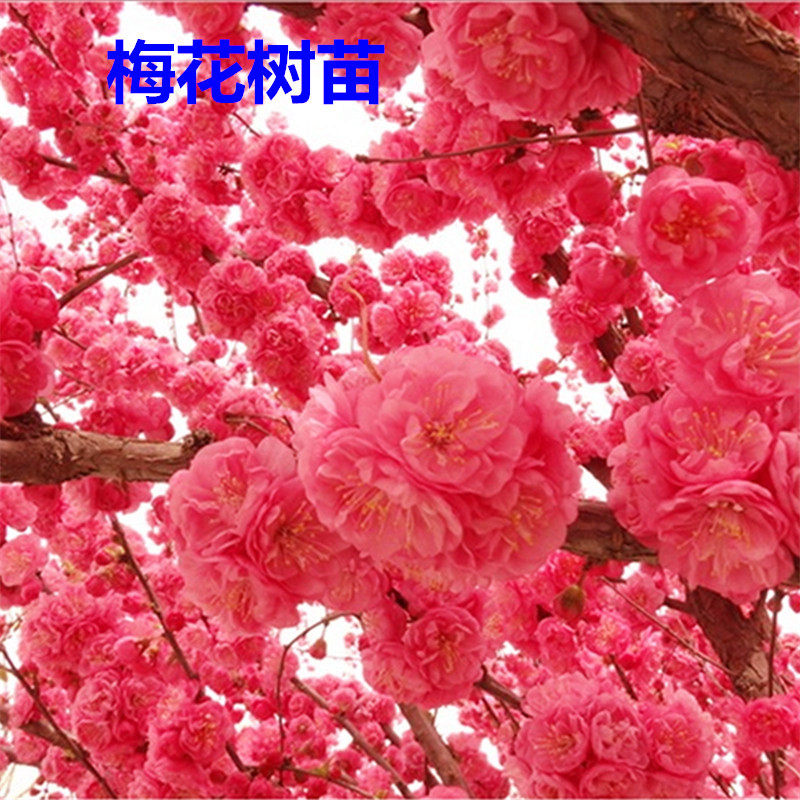梅花树苗冬季素心原生浓香型庭院