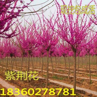 紫荆花苗 紫荆树苗 满条红紫荆苗 观赏树苗 园林绿化苗木行道树