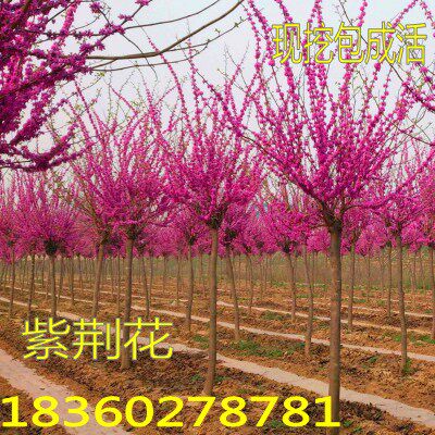 紫荆花苗 紫荆树苗 满条红紫荆苗 观赏树苗 园林绿化苗木行道树