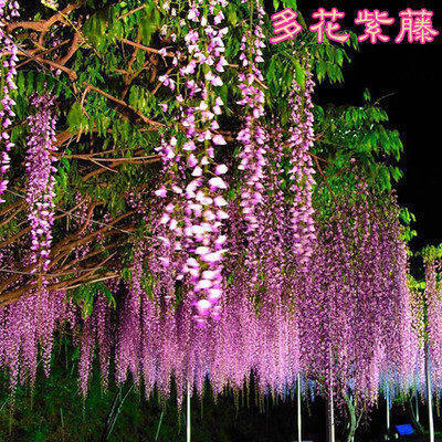 爬藤植物攀援楼顶窗台花卉树苗