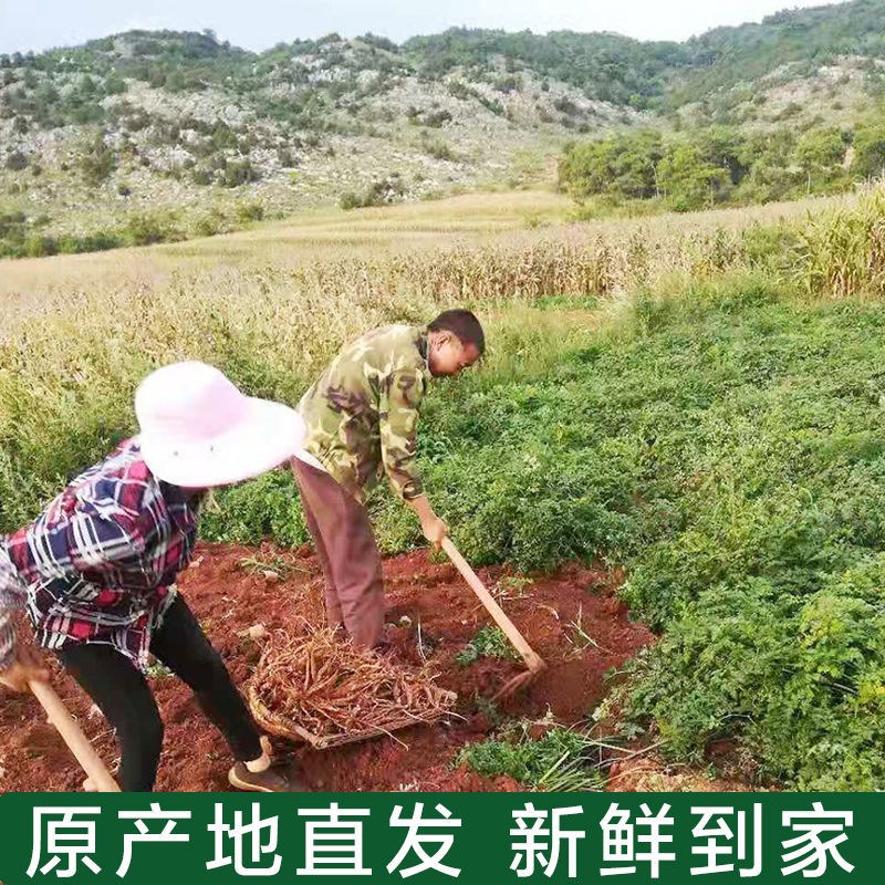 云南新鲜当归新品斤送宣威野生甜煲汤土养生西