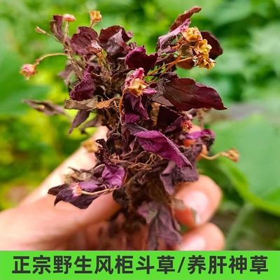 谷风正宗 风柜斗草野生风鼓草红杆肝茶谷草干净红叶晒干干货酸