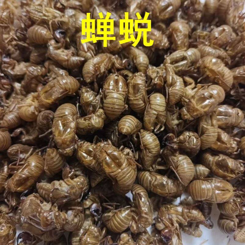 蝉蜕中药材500g克知了皮虫退金蝉