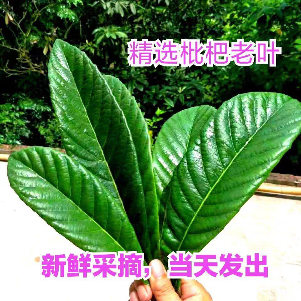新鲜枇杷叶500克老枇杷现摘老琵琶叶枇杷茶枇杷膏广西食用