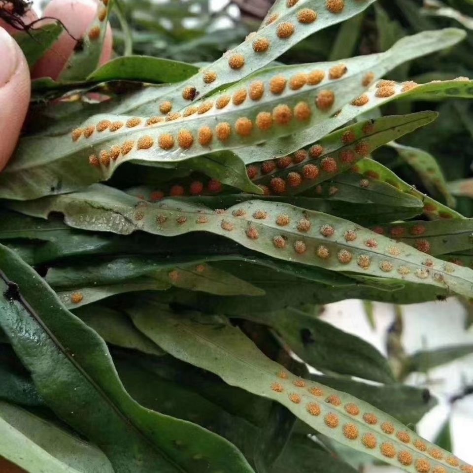 肾精茶化石草野生养生茶