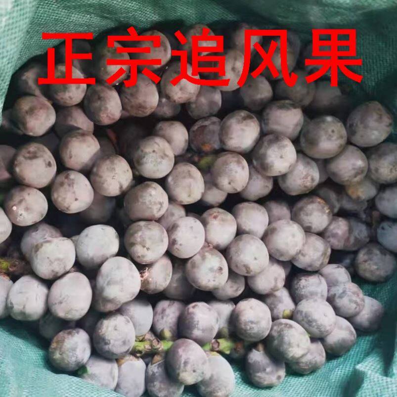 追风果正宗越南泡酒鲜果大果刺虎