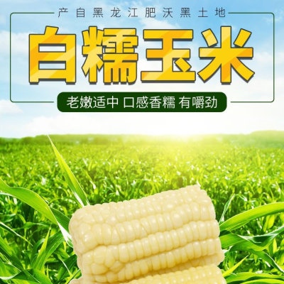 【玉米段】诚信古塔东北软糯香甜黄白8公分粘真空包装代餐现货