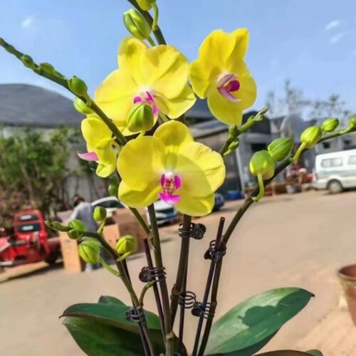 蝴蝶兰花苗带花剑带花苞盆栽兰花