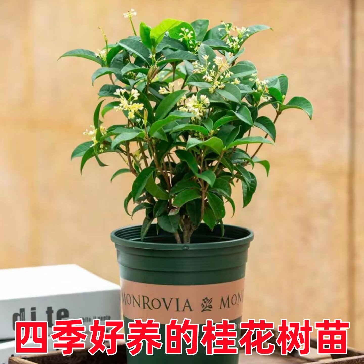 四季桂花盆栽矮霸桩桂花树苗盆栽图片