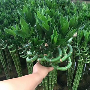 带根转运竹水竹富贵竹植物水养开运竹子盆栽客厅室内招财水培绿植