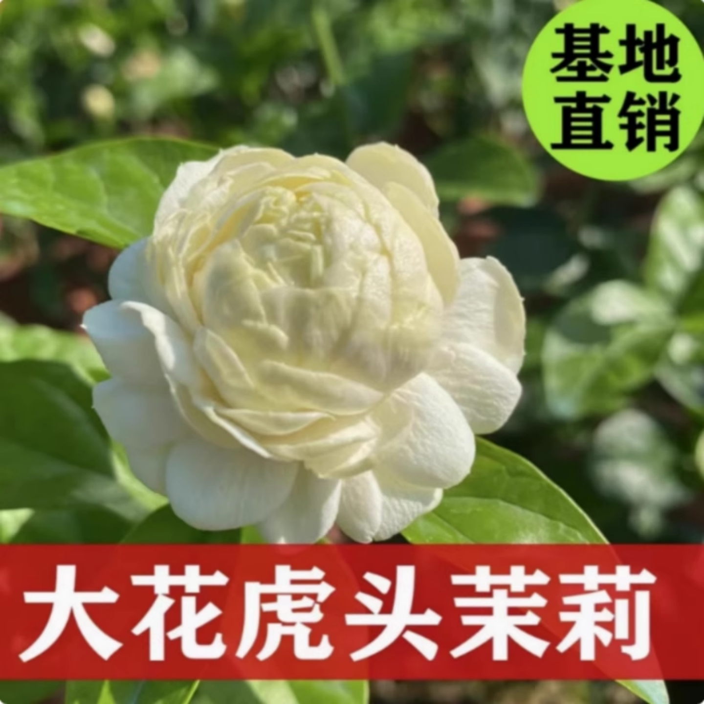 重瓣虎头茉莉花盆栽室内花卉耐阴 一盆多株 带花发货清香四溢花卉