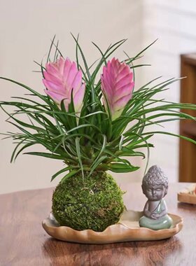 铁兰花盆栽带花苞紫花凤梨植物
