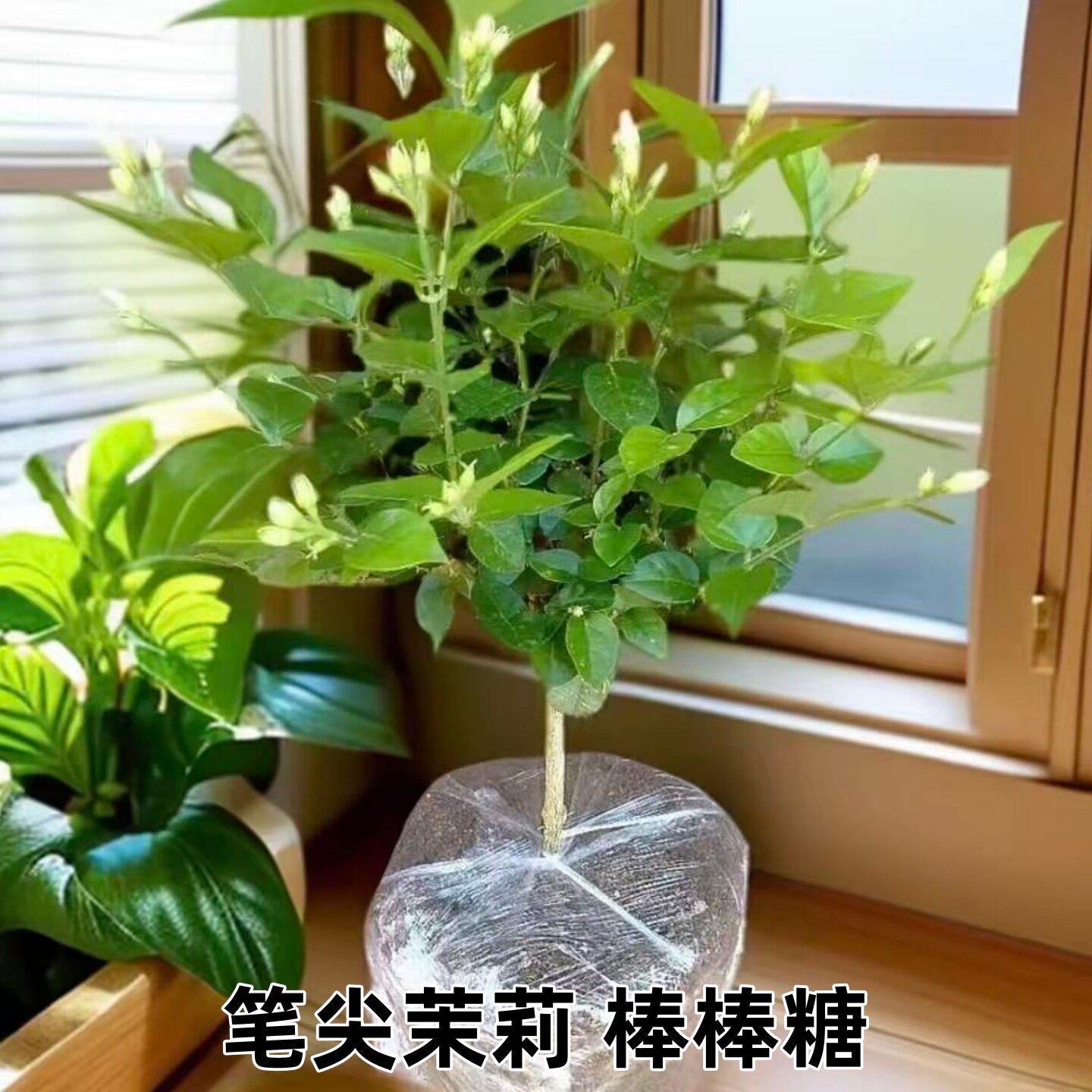 茉莉花盆栽独杆笔尖茉莉带花苞浓香型植物四季阳台庭院开花不间断