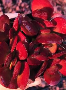 紫绒丸紫蝶多肉植物群生紫红色高档花卉阳台盆栽小型肉肉新手懒人