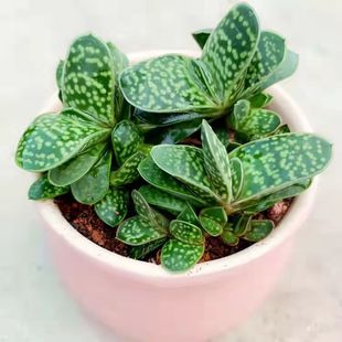 子宝多肉植物元宝室内桌面造型元宝肉肉创意小盆栽花卉