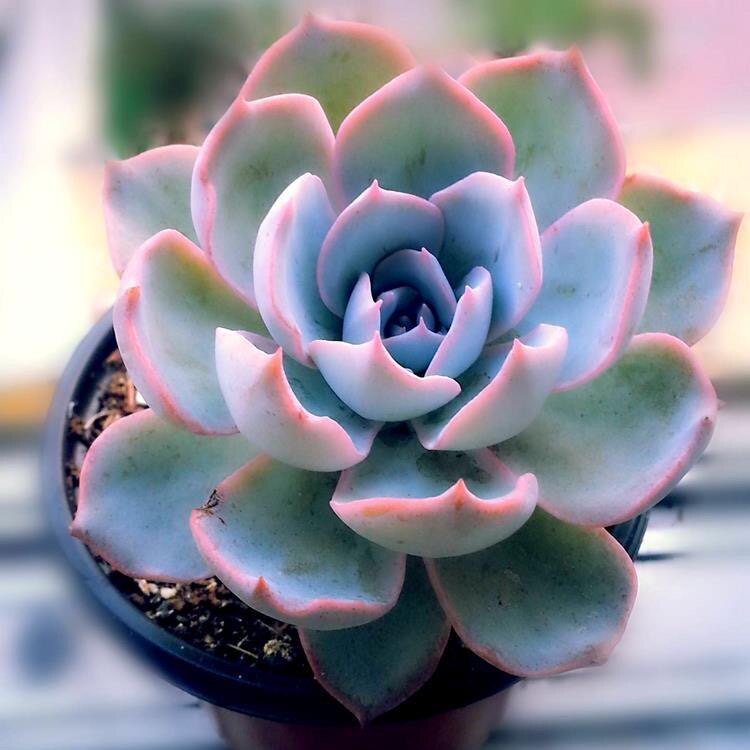 多肉植物蓝石莲多肉易爆盆群生多头办公室创意盆栽花卉绿植肉肉